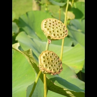 Lotus, Nelumbo Nucifera (fam Nymphaeacees) (Asie, Indonesie) (2)